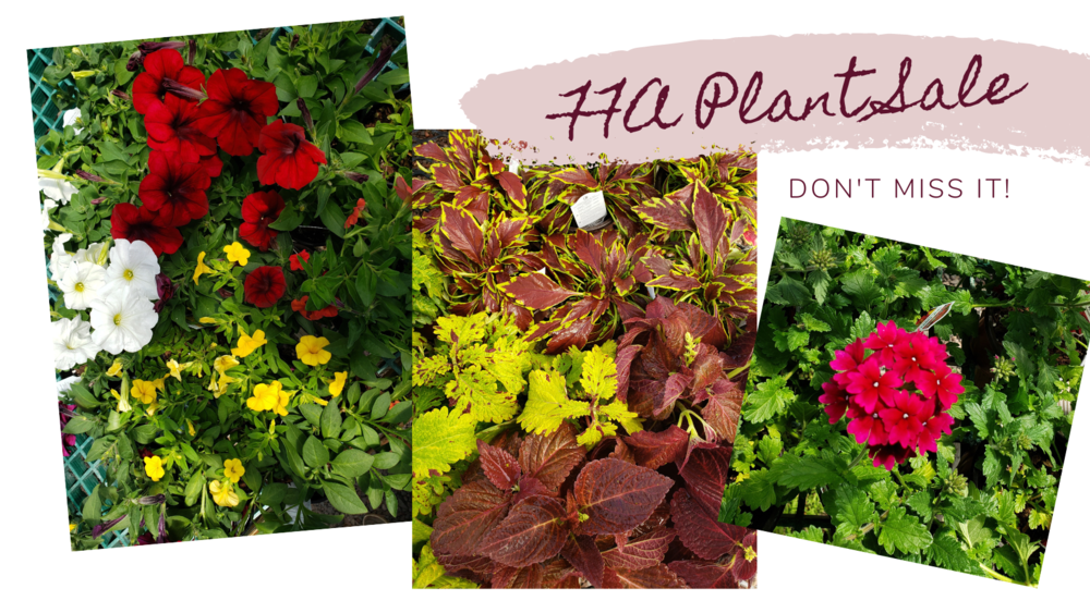 plant sale shows flowers