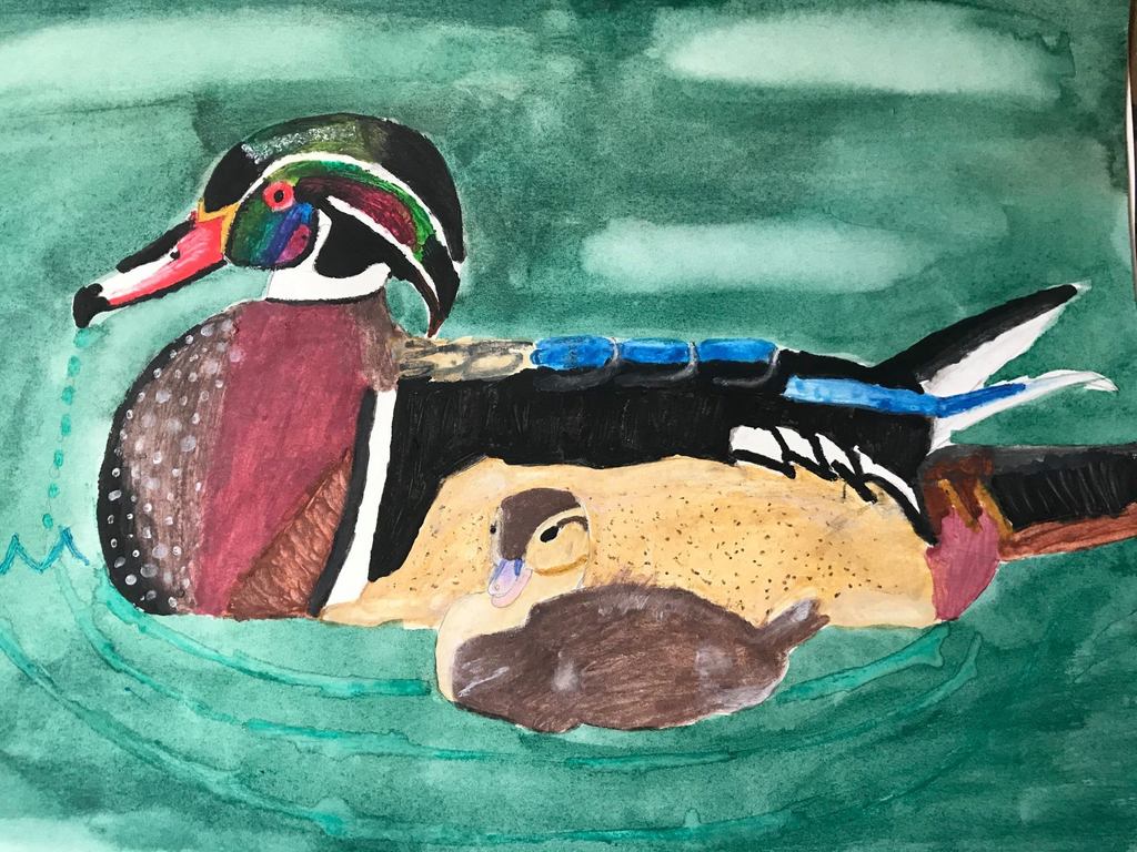 wood duck painting